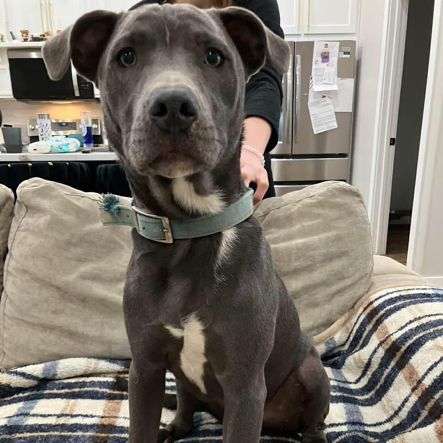 Enlarge Skittles, an adopted Mixed Breed in Northwood, NH image 1/3