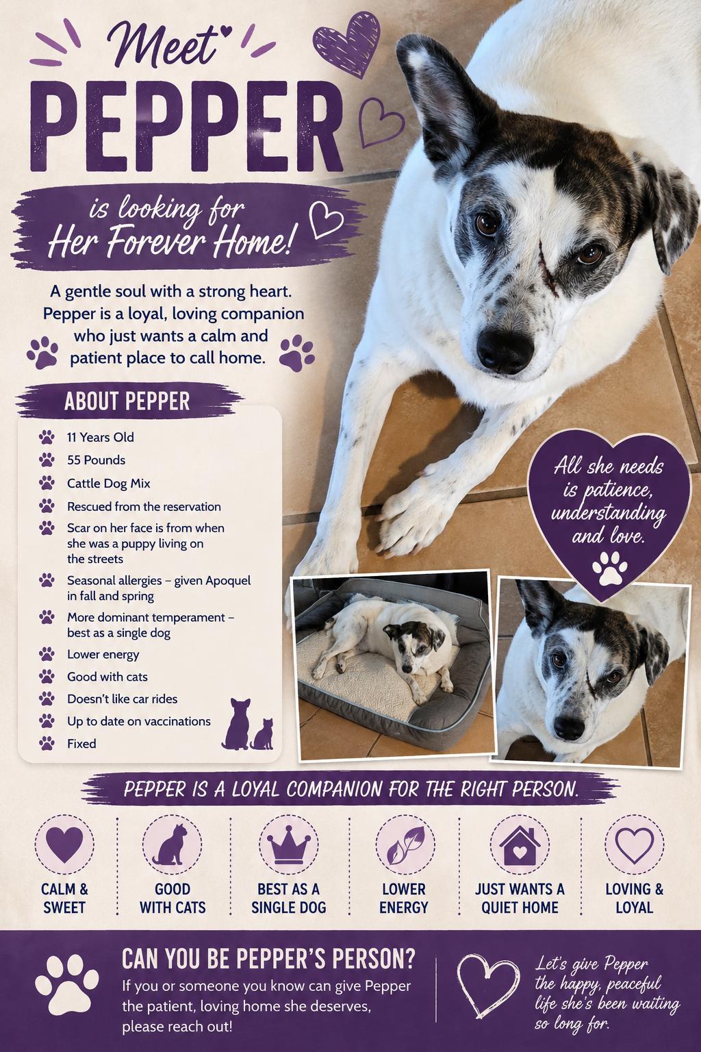 Pepper, ADOPTABLE, Senior Female Cattle Dog.