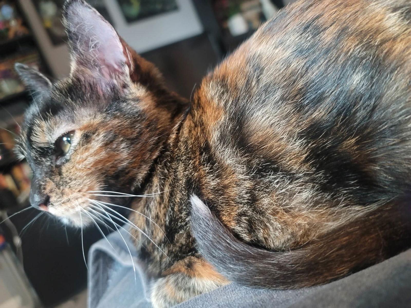 Pepper, Adoptable, Kitten Female Tortoiseshell & Domestic Medium Hair.