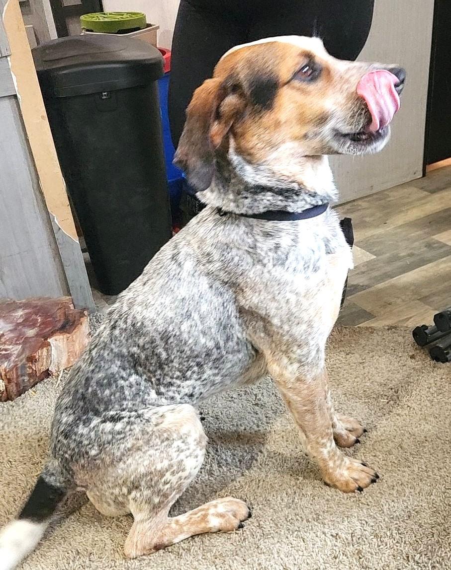 Luna, an adoptable English Coonhound in North Bay, ON, P1B 8G2 | Photo Image 4