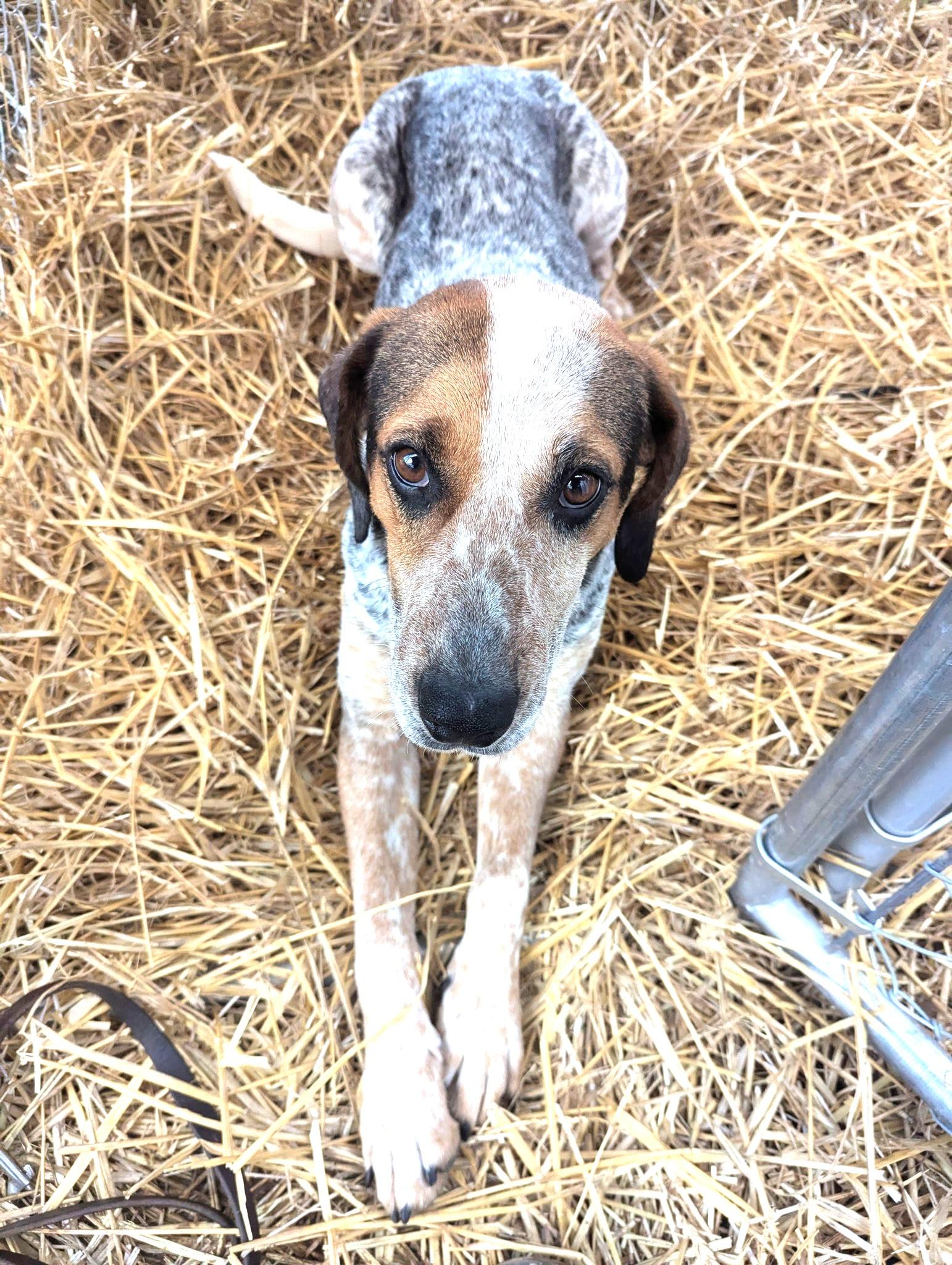 Luna, an adoptable English Coonhound in North Bay, ON, P1B 8G2 | Photo Image 1