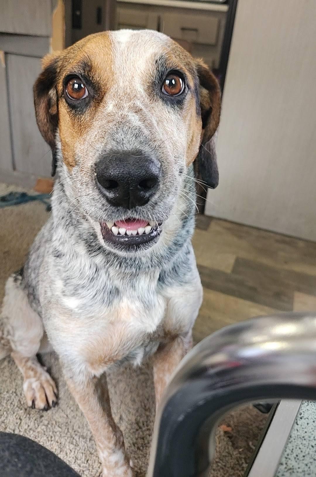 Luna, an adoptable English Coonhound in North Bay, ON, P1B 8G2 | Photo Image 5