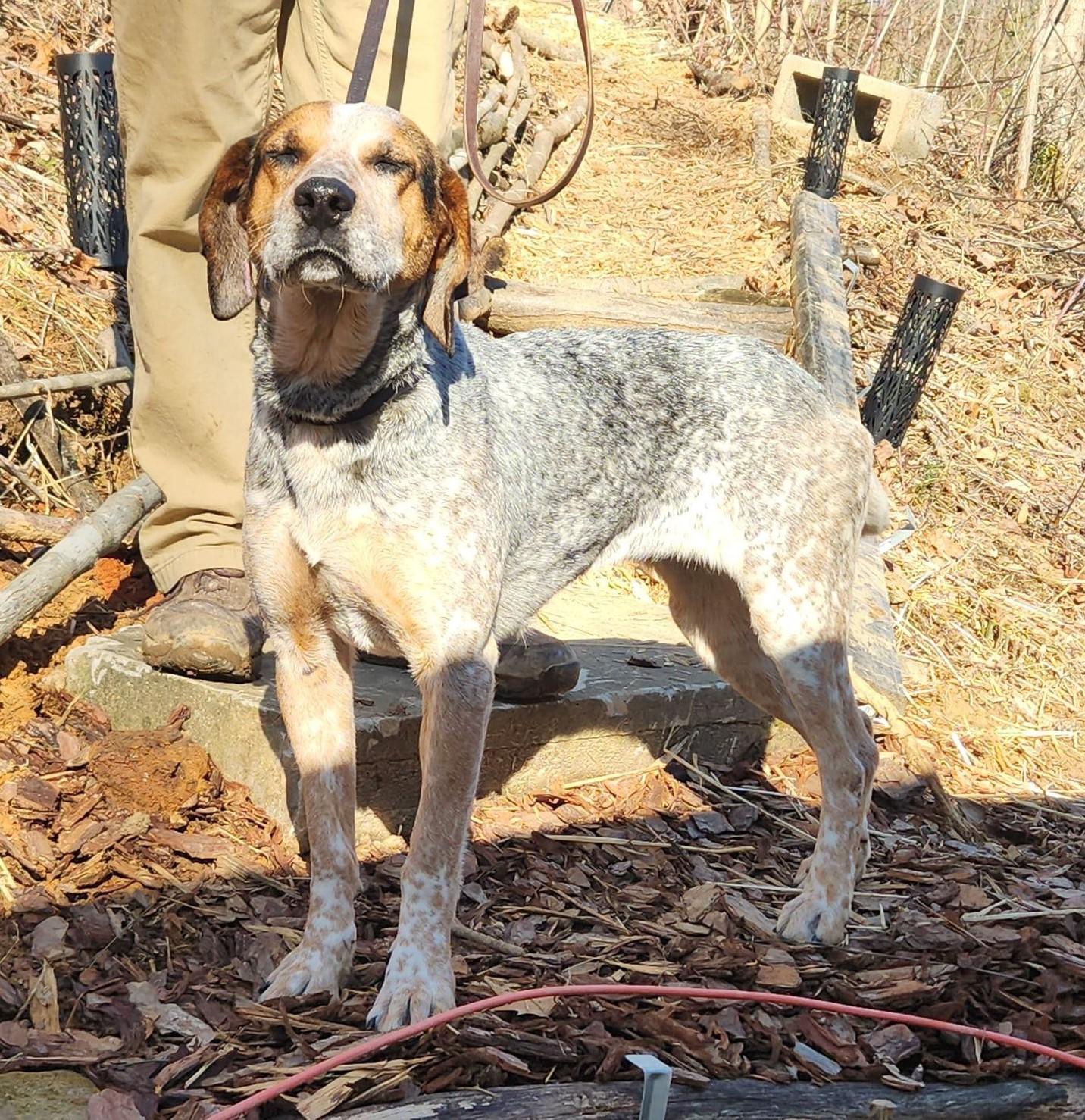 Luna, an adoptable English Coonhound in North Bay, ON, P1B 8G2 | Photo Image 3