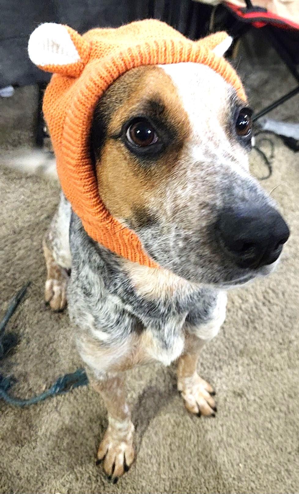 Enlarge Luna, an adopted mixed breed in North Bay, ON image 2/6