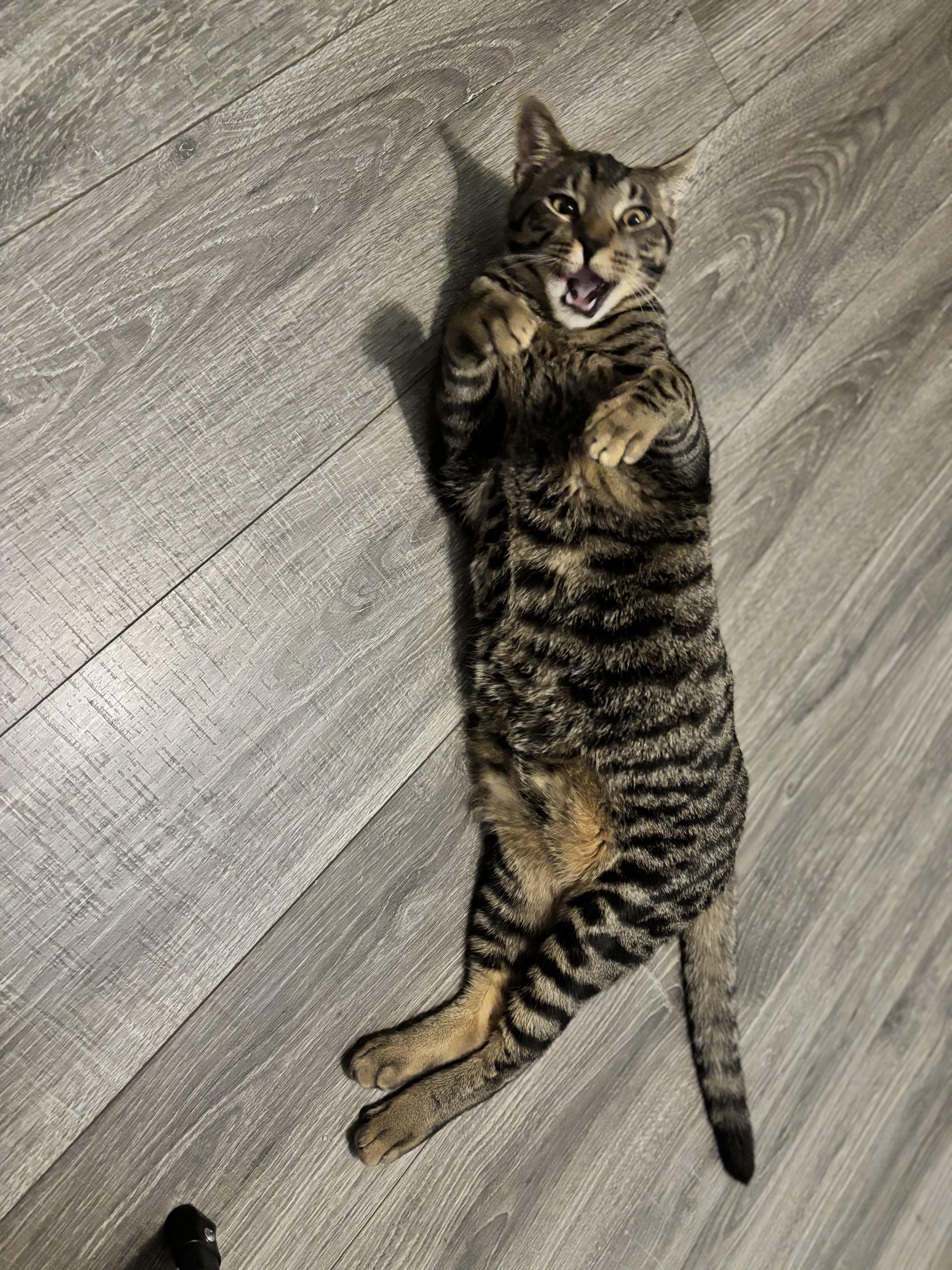 Enlarge DONOVAN - FROM FORGOTTEN TO FUREVER, a Adoptable Domestic Short Hair in Plano, TX image 4/5