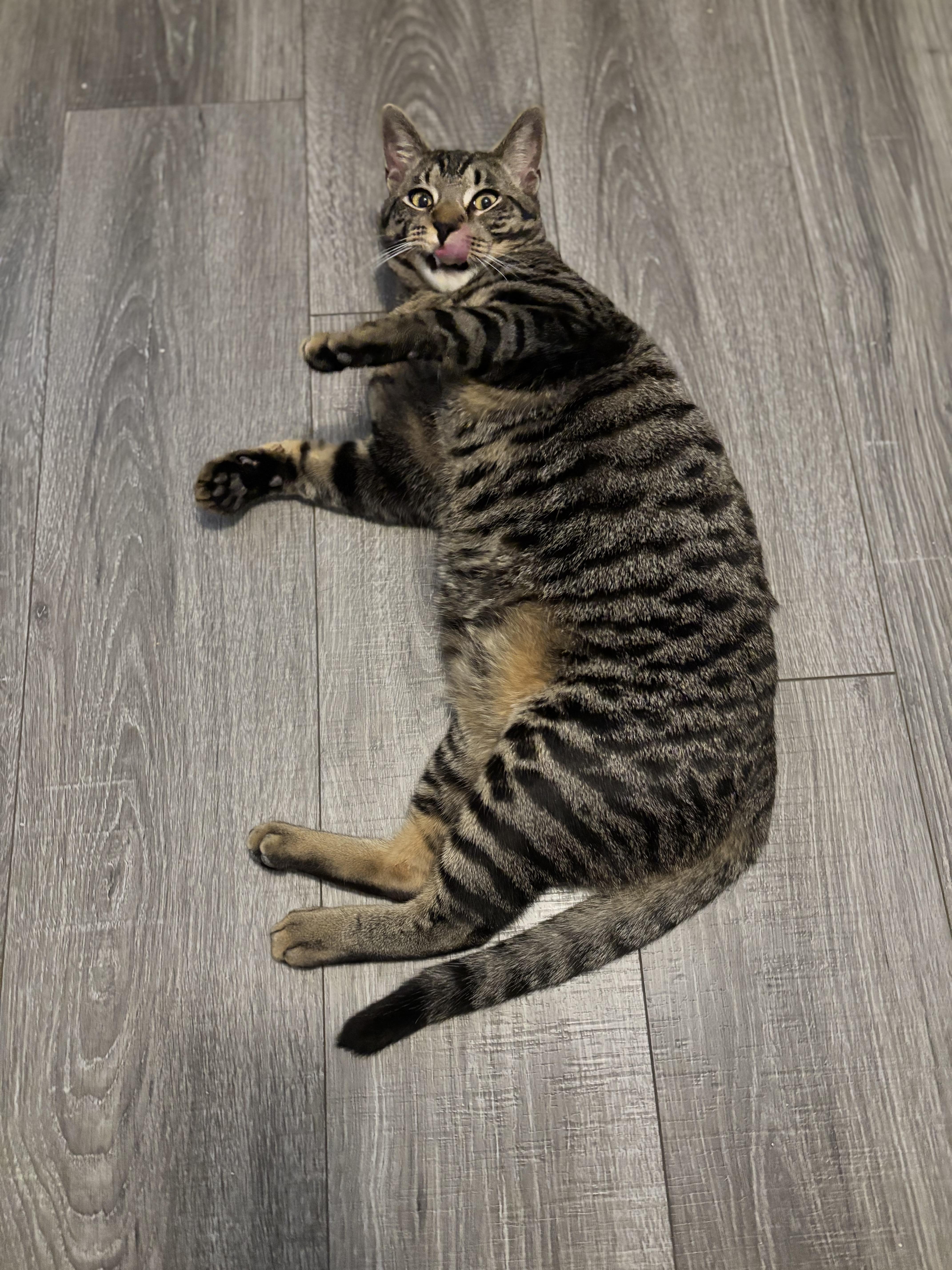 Enlarge DONOVAN - FROM FORGOTTEN TO FUREVER, a Adoptable Domestic Short Hair in Plano, TX image 5/5