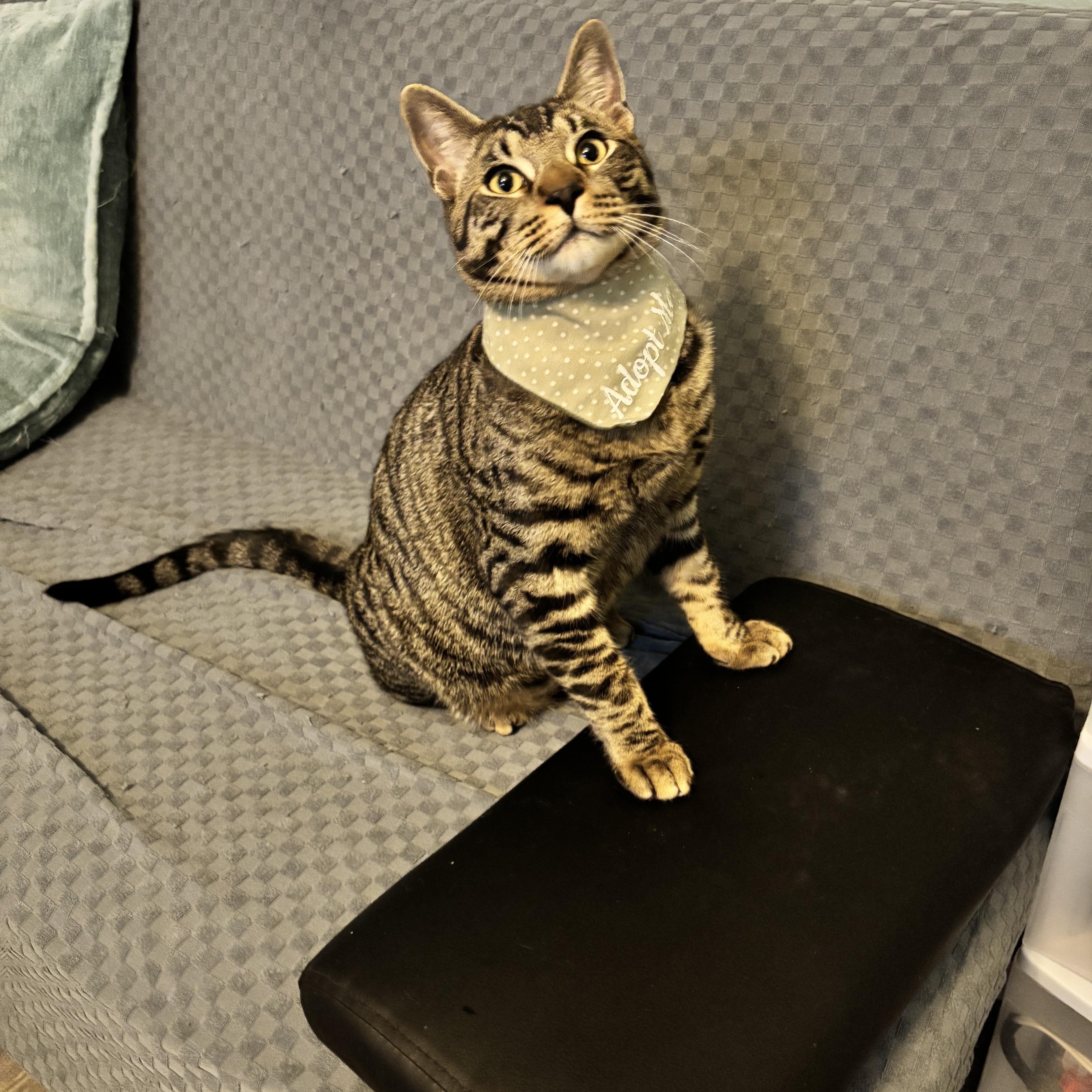 Enlarge DONOVAN - FROM FORGOTTEN TO FUREVER, a Adoptable Domestic Short Hair in Plano, TX image 1/5