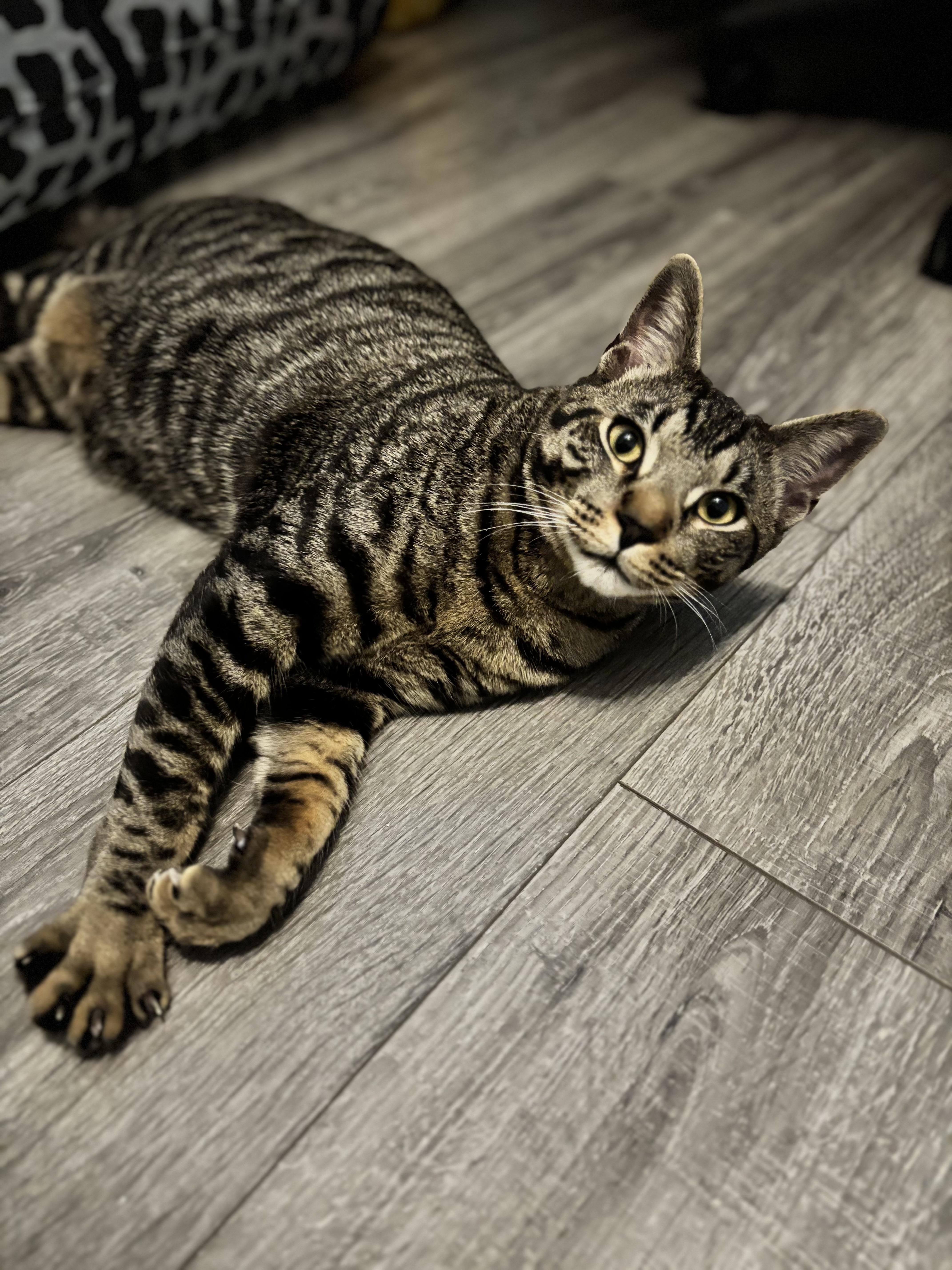 Enlarge DONOVAN - FROM FORGOTTEN TO FUREVER, a Adoptable Domestic Short Hair in Plano, TX image 2/5