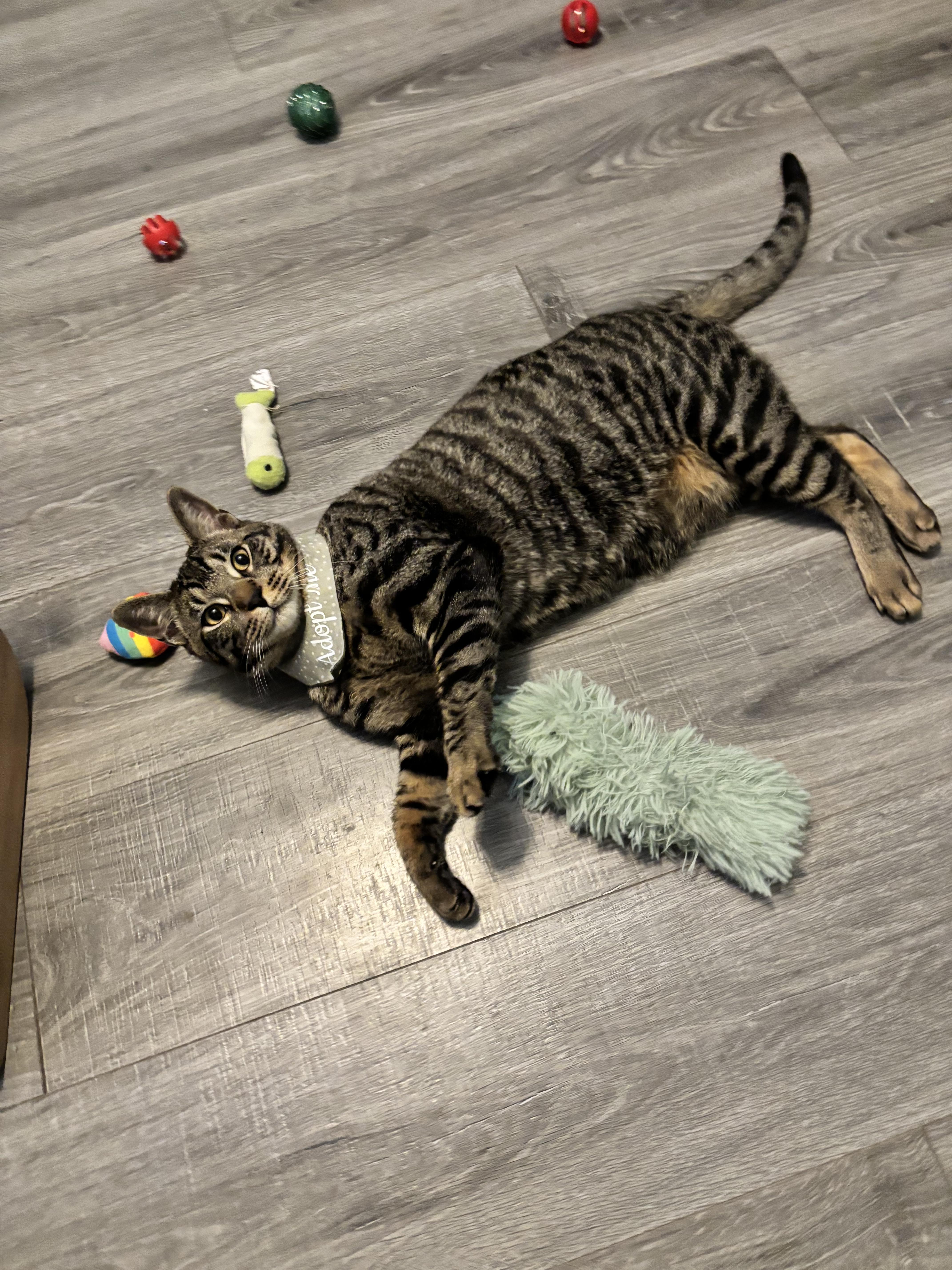 Enlarge DONOVAN - FROM FORGOTTEN TO FUREVER, a Adoptable Domestic Short Hair in Plano, TX image 3/5