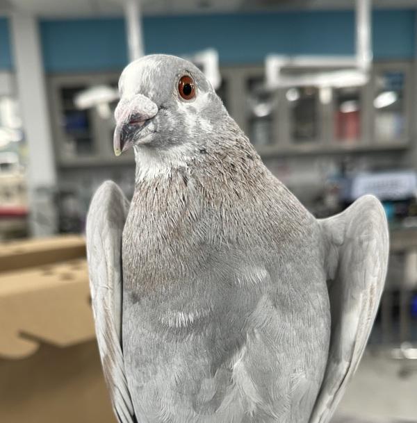 Wurt, Adoptable, Adult Unknown Pigeon.