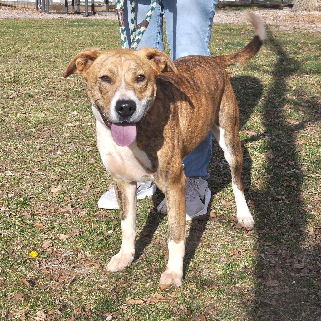 Enlarge Zoe, a Adoptable Mixed Breed in Prescott, AZ image 1/6