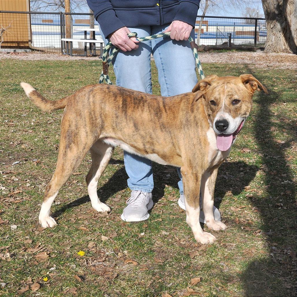 Enlarge Zoe, a Adoptable Mixed Breed in Prescott, AZ image 2/6