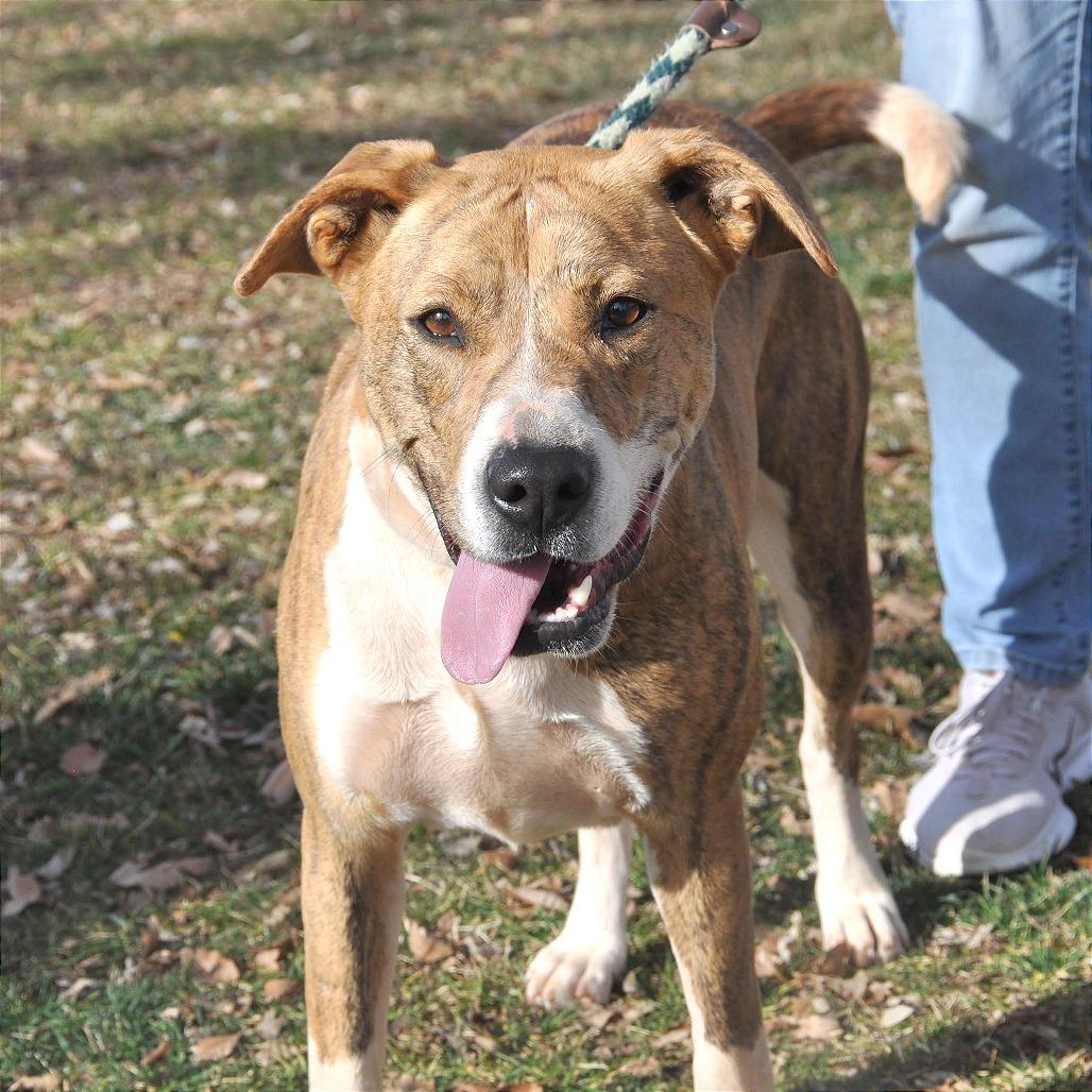 Enlarge Zoe, a Adoptable Mixed Breed in Prescott, AZ image 4/6