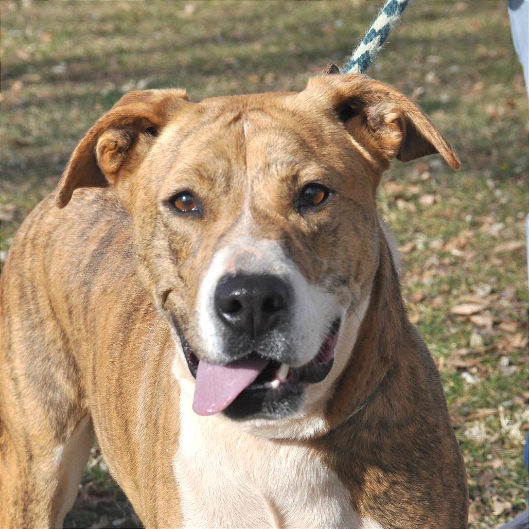 Enlarge Zoe, a Adoptable Mixed Breed in Prescott, AZ image 5/6