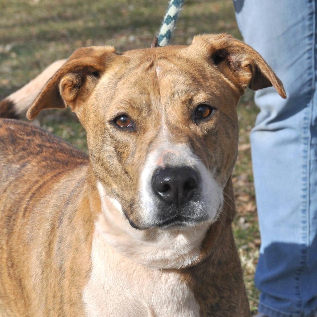 Enlarge Zoe, a Adoptable Mixed Breed in Prescott, AZ image 6/6
