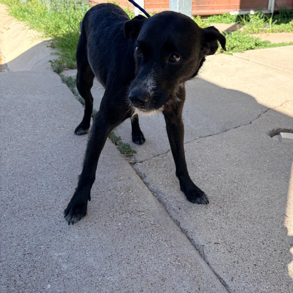 Heidi, a Adoptable mixed breed in Bryan, TX image 1/3