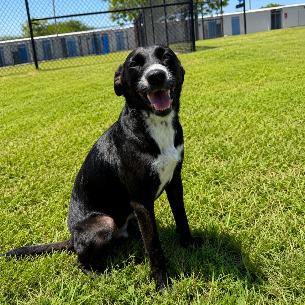 Heidi, a Adoptable mixed breed in Bryan, TX image 2/3