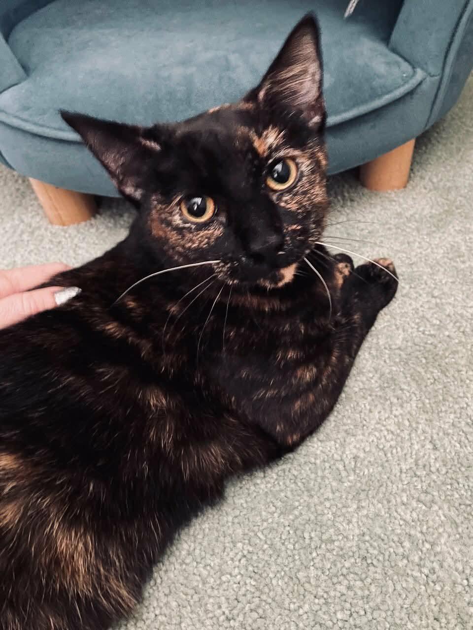 Ashlyn, a Adoptable Tortoiseshell in Parlier, CA image 1/4