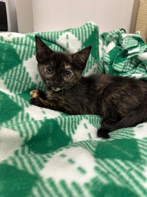 Ashlyn, a Adoptable Tortoiseshell in Parlier, CA image 3/4