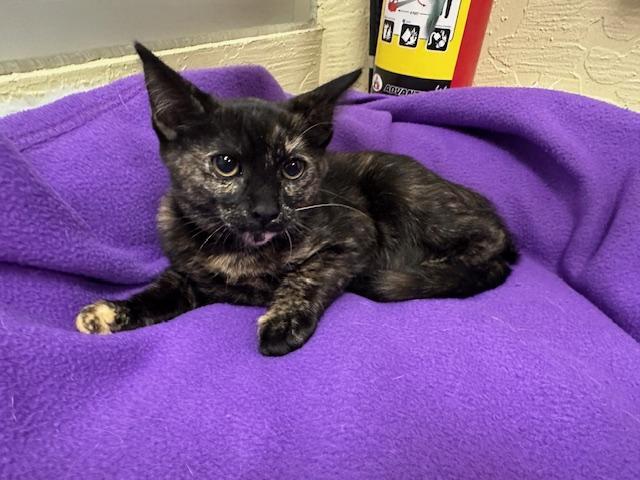 Ashlyn, a Adoptable Tortoiseshell in Parlier, CA image 4/4