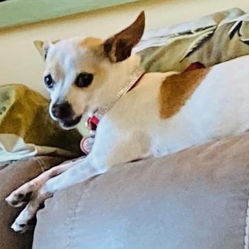 Chi Chi, ADOPTABLE, Adult Female Chihuahua.