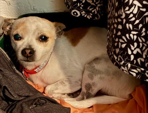 Enlarge Chi Chi, a ADOPTABLE Chihuahua in Franklin, NC image 2/5