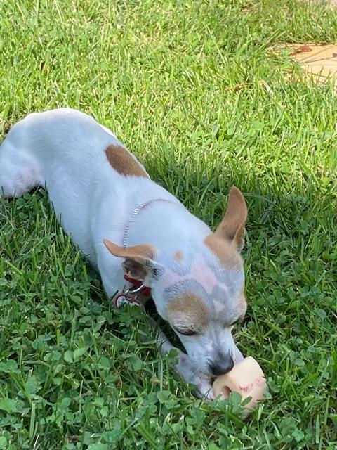 Enlarge Chi Chi, a ADOPTABLE Chihuahua in Franklin, NC image 3/5