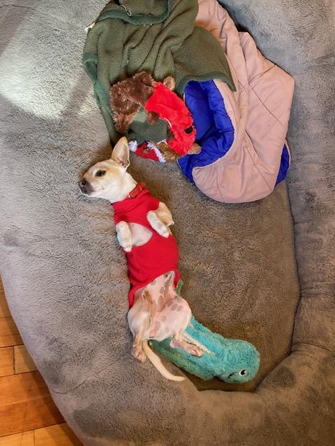 Enlarge Chi Chi, a ADOPTABLE Chihuahua in Franklin, NC image 4/5