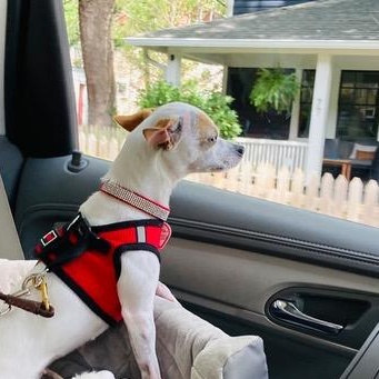 Enlarge Chi Chi, a ADOPTABLE Chihuahua in Franklin, NC image 5/5