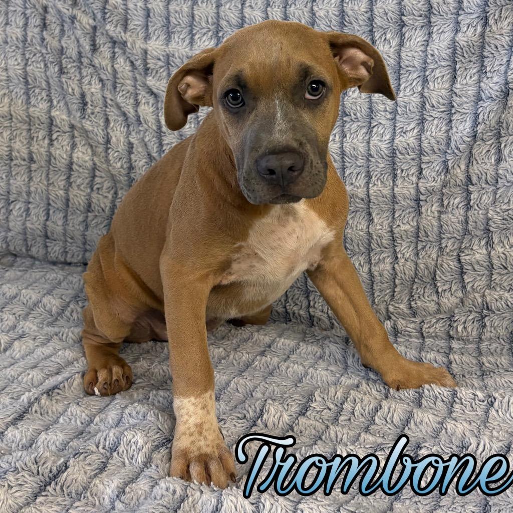Trombone, Adoptable, Puppy Male Boxer & Pit Bull Terrier.