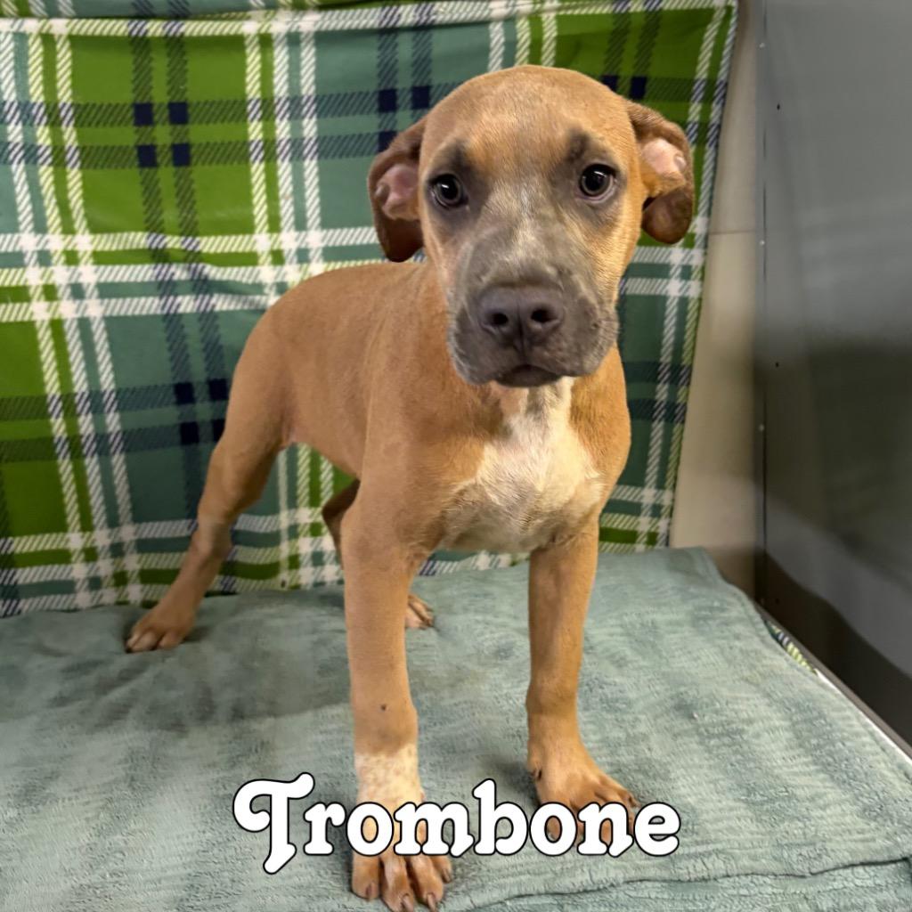 Enlarge Trombone, a Adoptable mixed breed in Hillsboro, OH image 2/3