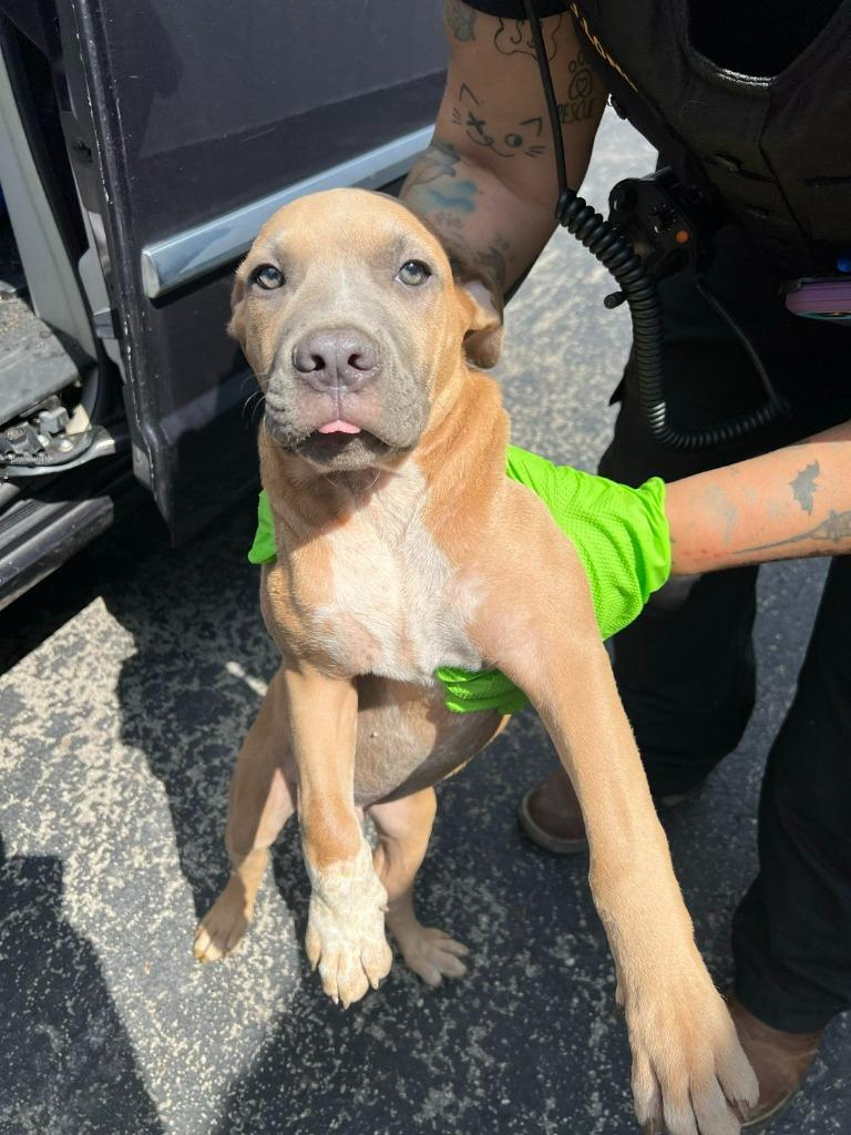 Enlarge Trombone, a Adoptable mixed breed in Hillsboro, OH image 3/3