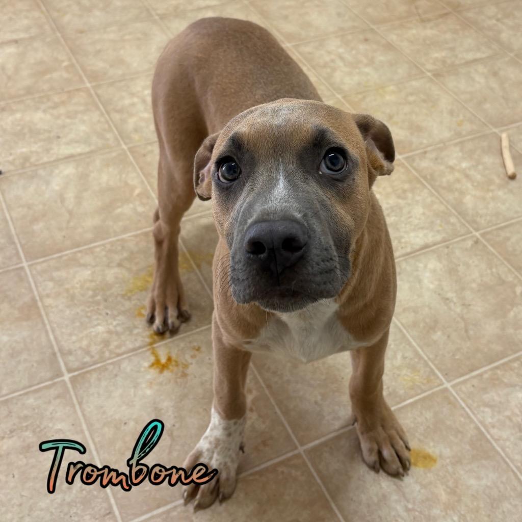 Enlarge Trombone, a Adoptable mixed breed in Hillsboro, OH image 4/4