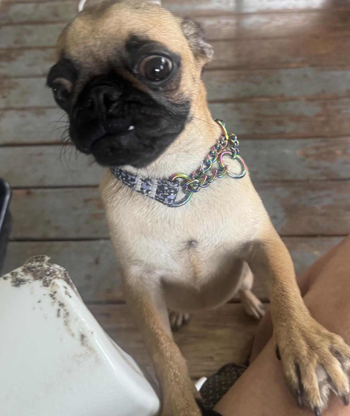 Gertie, Adoptable, Young Female Pug.