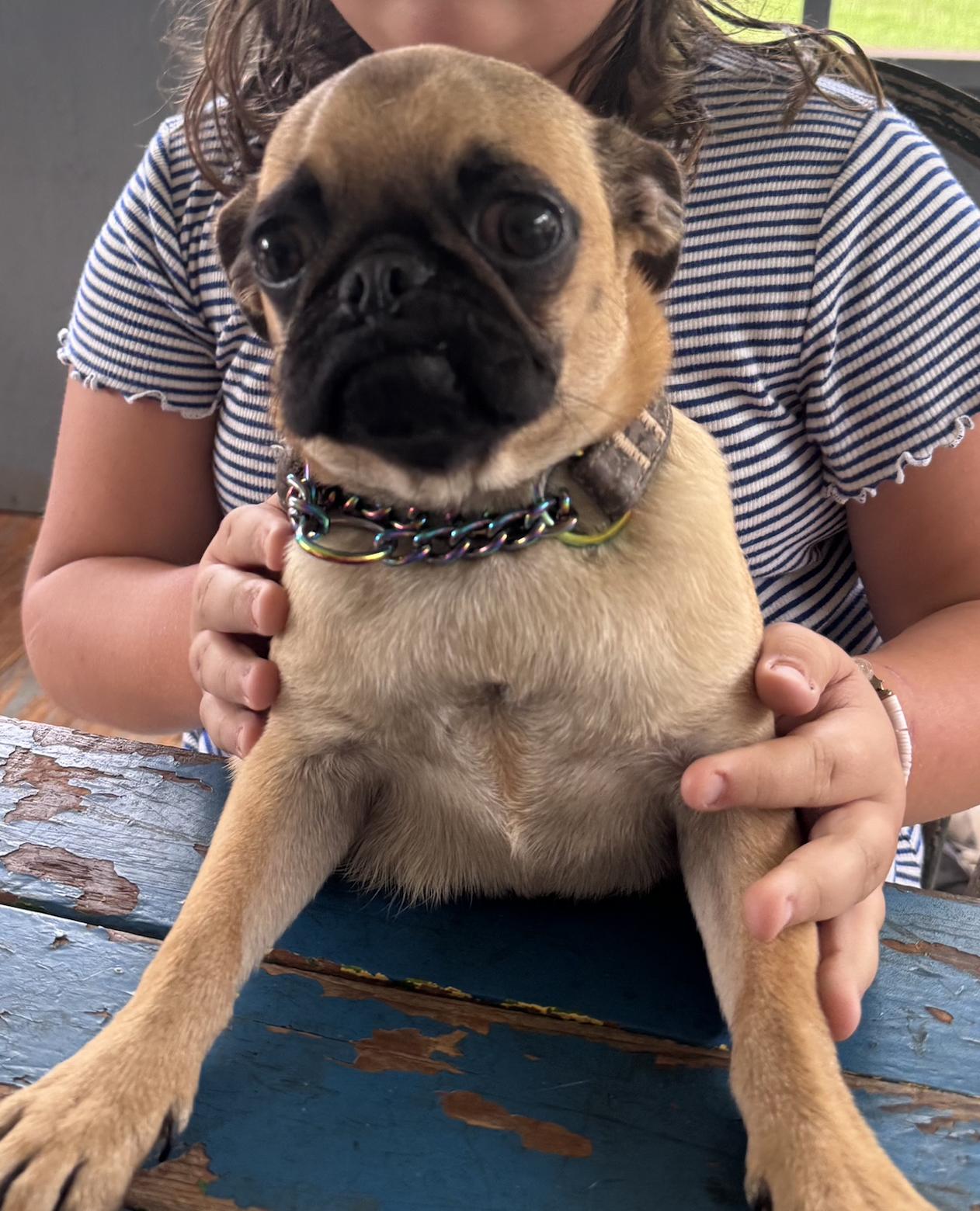 Enlarge Gertie, a Adoptable Pug in Decatur, GA image 3/3