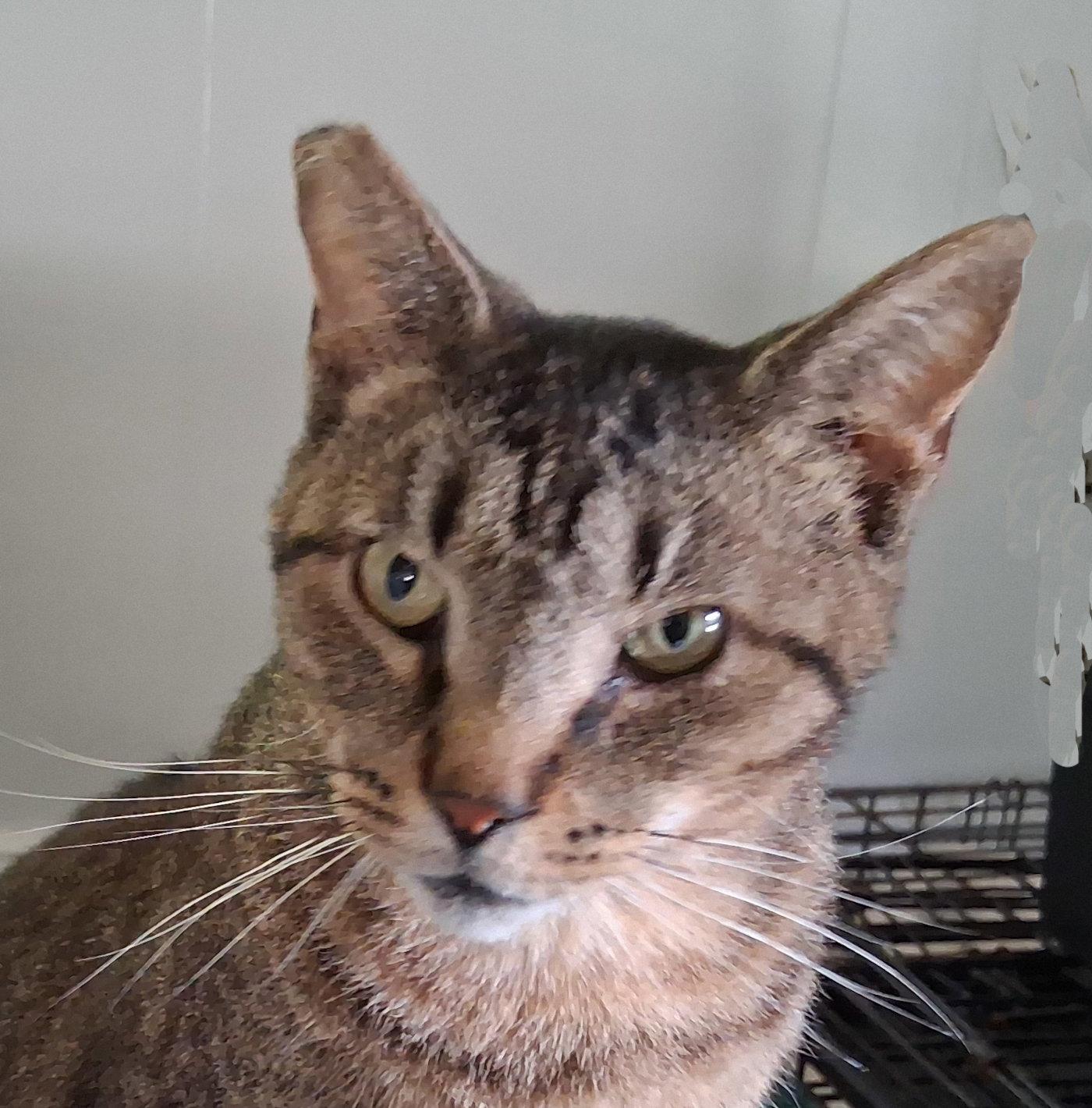 Whiskers, Adoptable, Young Male Tabby.