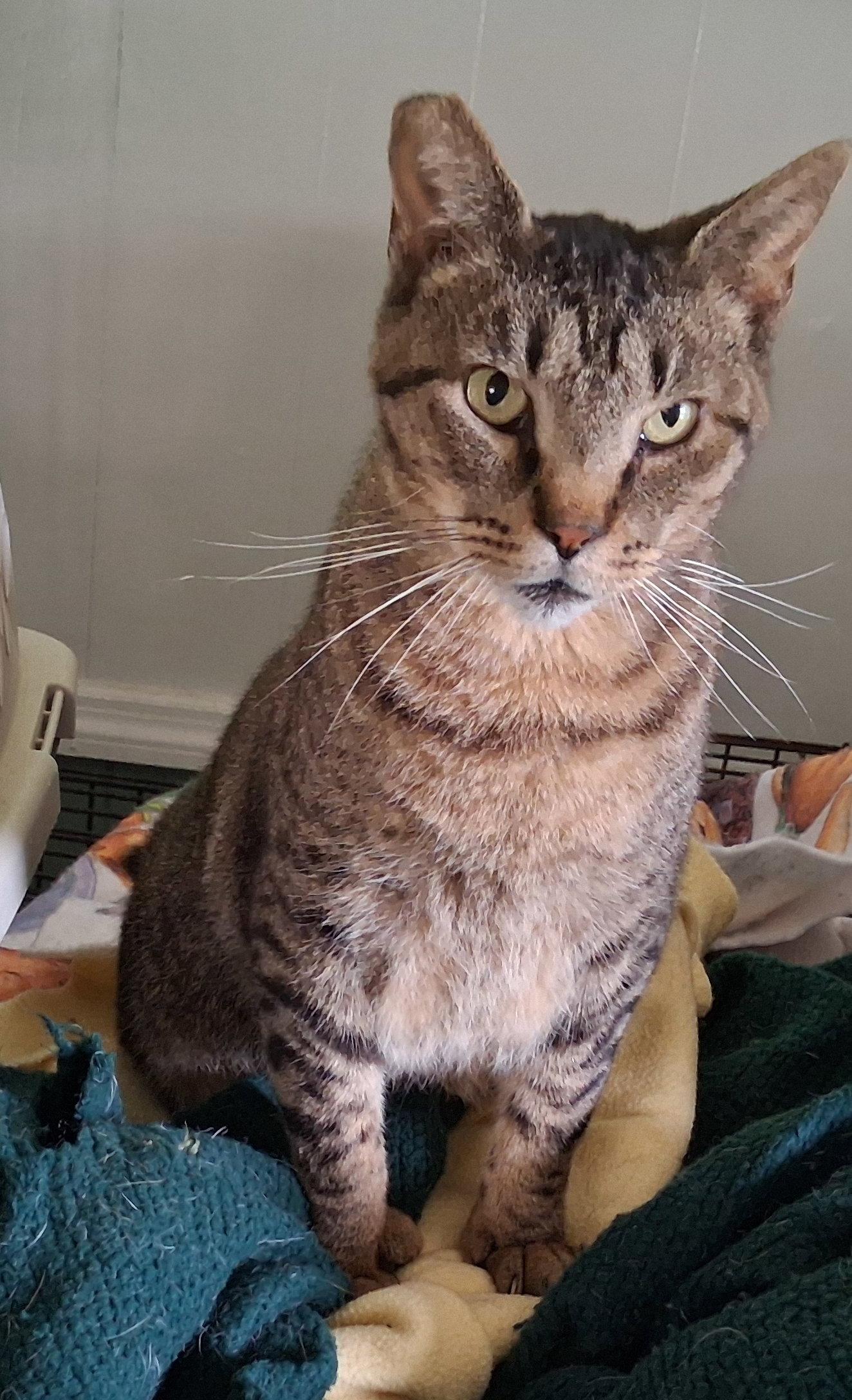 Enlarge Whiskers, a Adoptable Tabby in Mcconnelsville, OH image 2/3