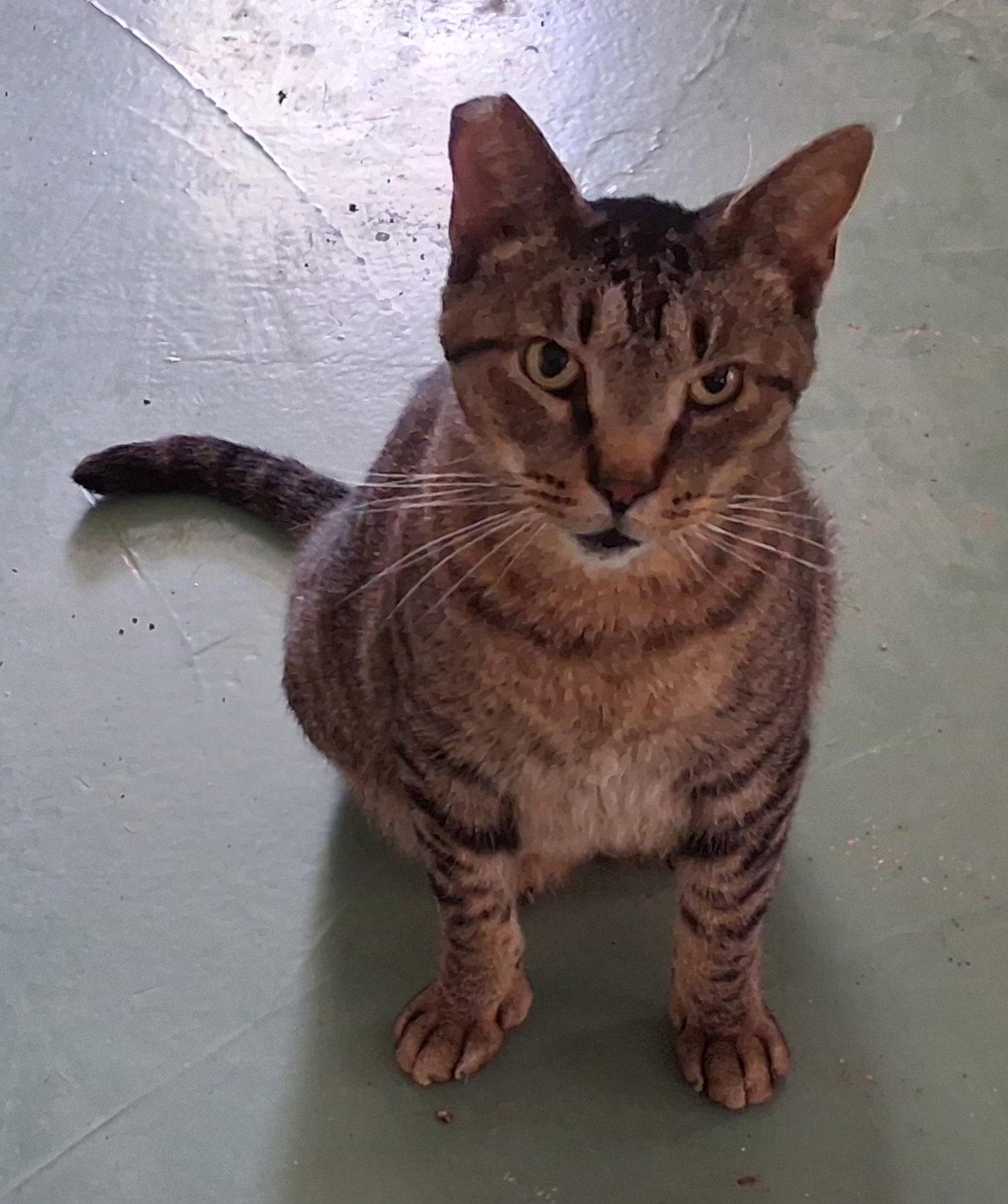 Enlarge Whiskers, a Adoptable Tabby in Mcconnelsville, OH image 3/3