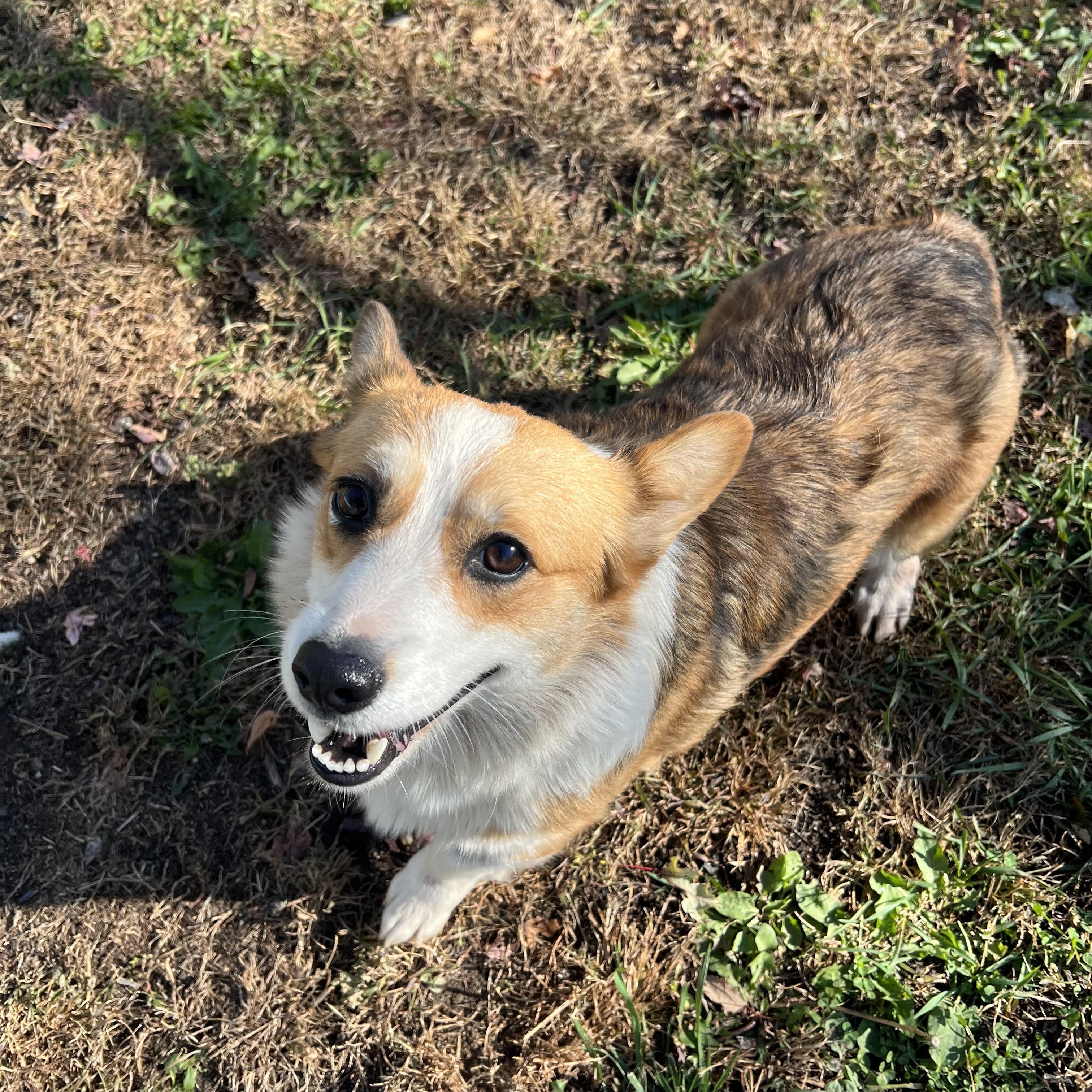 Enlarge Cagney, a Adoptable Pembroke Welsh Corgi in Fairmont, MN image 4/6