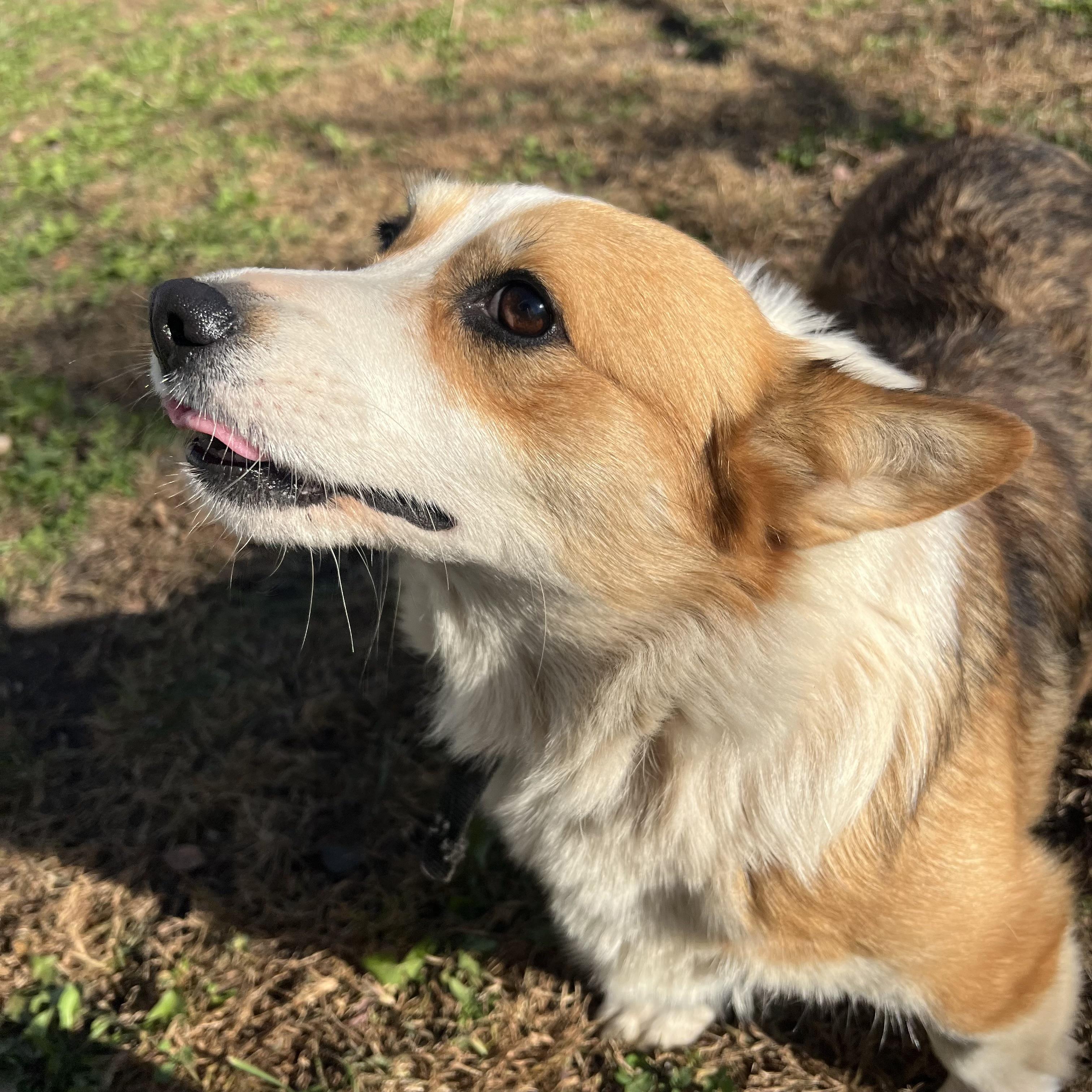Enlarge Cagney, a Adoptable Pembroke Welsh Corgi in Fairmont, MN image 5/6