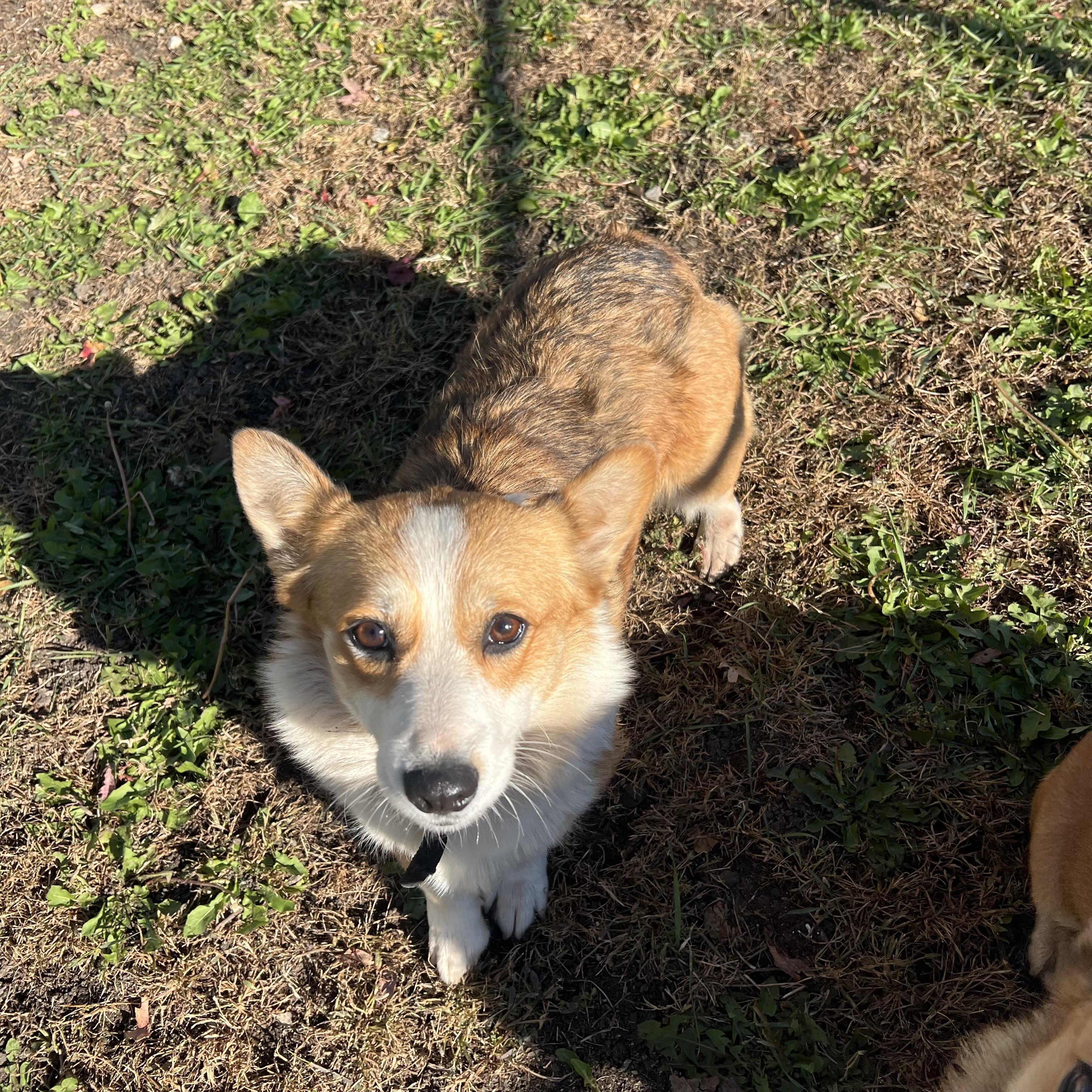 Enlarge Cagney, a Adoptable Pembroke Welsh Corgi in Fairmont, MN image 6/6