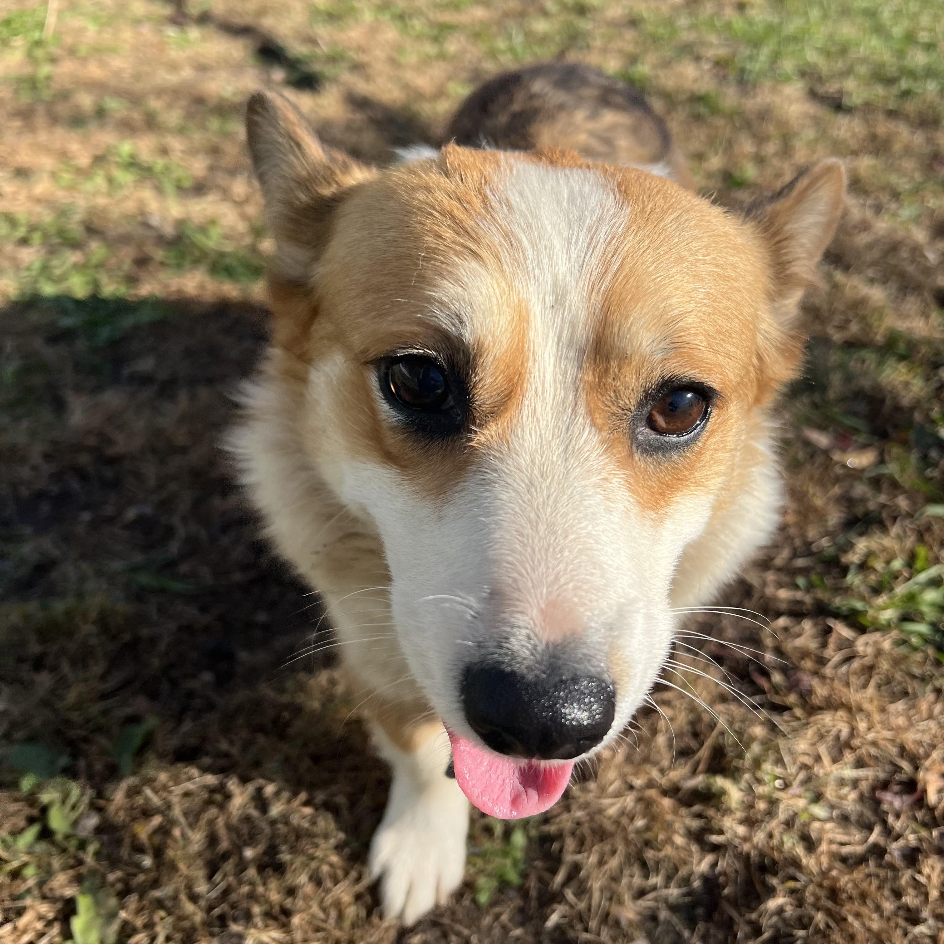 Enlarge Cagney, a Adoptable Pembroke Welsh Corgi in Fairmont, MN image 2/6