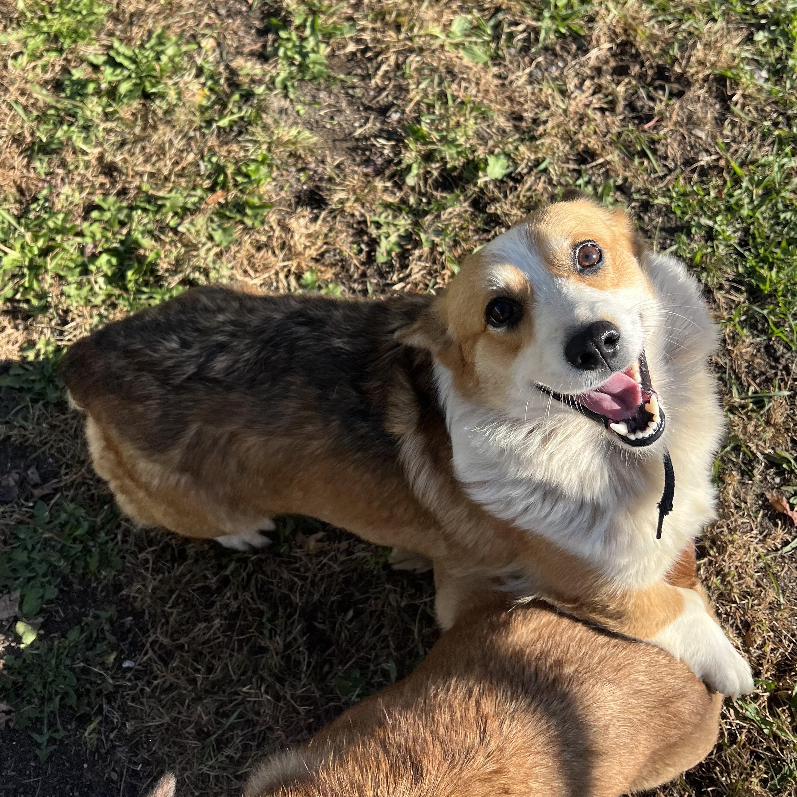 Enlarge Cagney, a Adoptable Pembroke Welsh Corgi in Fairmont, MN image 1/6