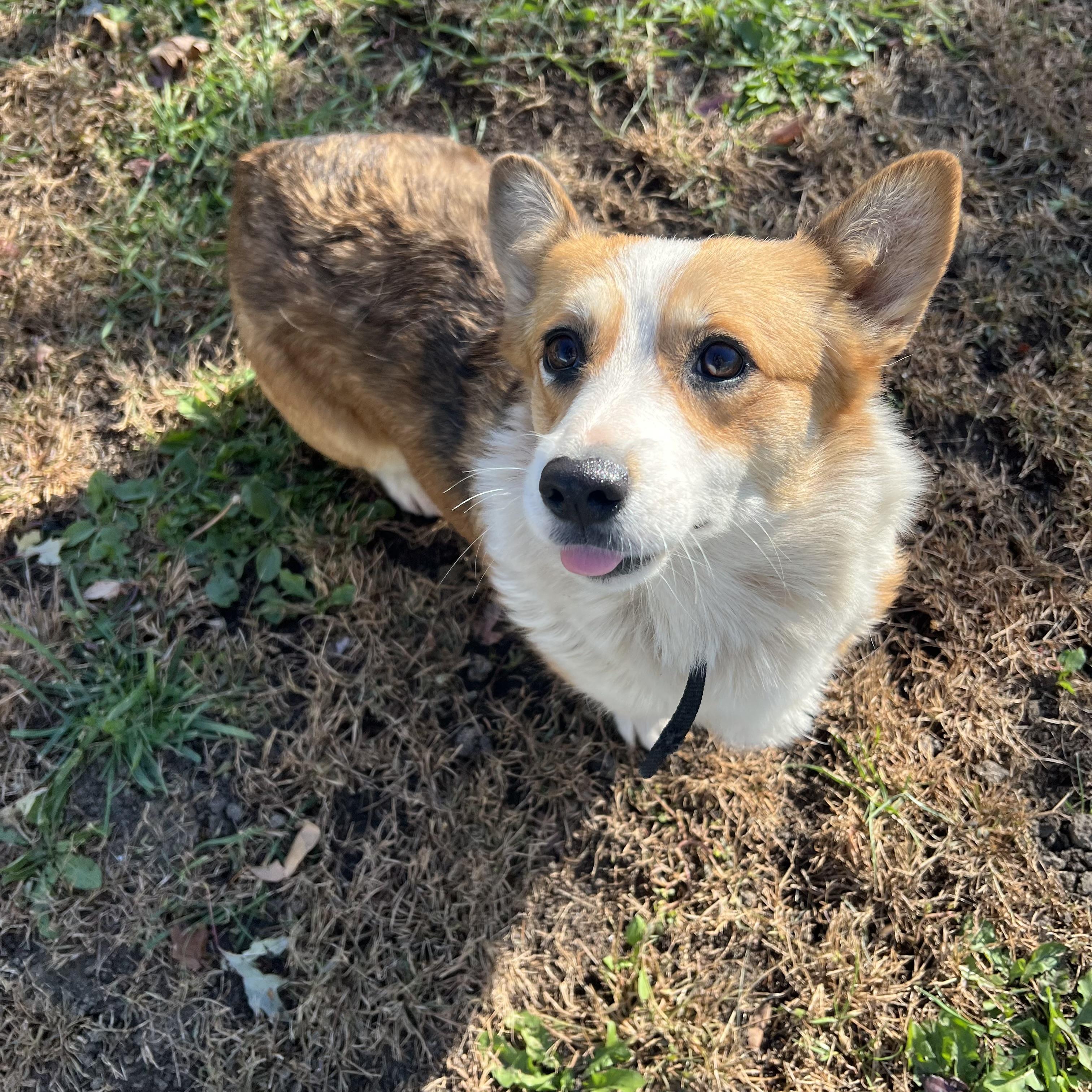 Enlarge Cagney, a Adoptable Pembroke Welsh Corgi in Fairmont, MN image 3/6
