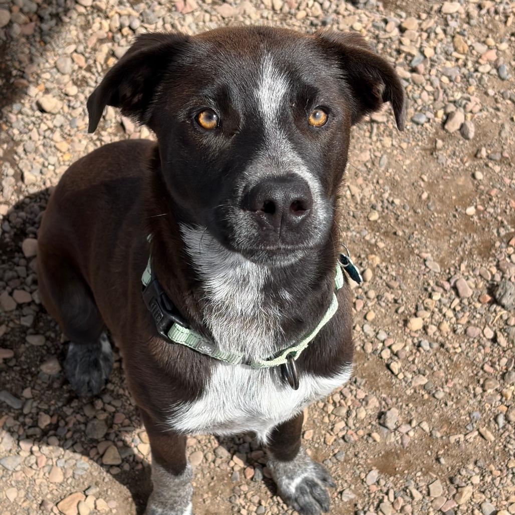 Oak, Adoptable, Young Male Australian Cattle Dog / Blue Heeler & Pit Bull Terrier.