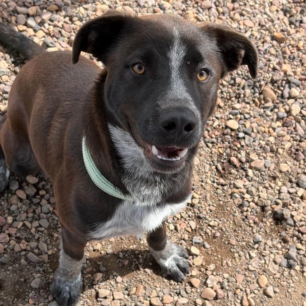 Enlarge Oak, a Adoptable mixed breed in Show Low, AZ image 2/3