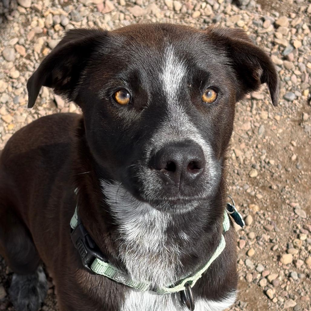 Enlarge Oak, a Adoptable mixed breed in Show Low, AZ image 3/3