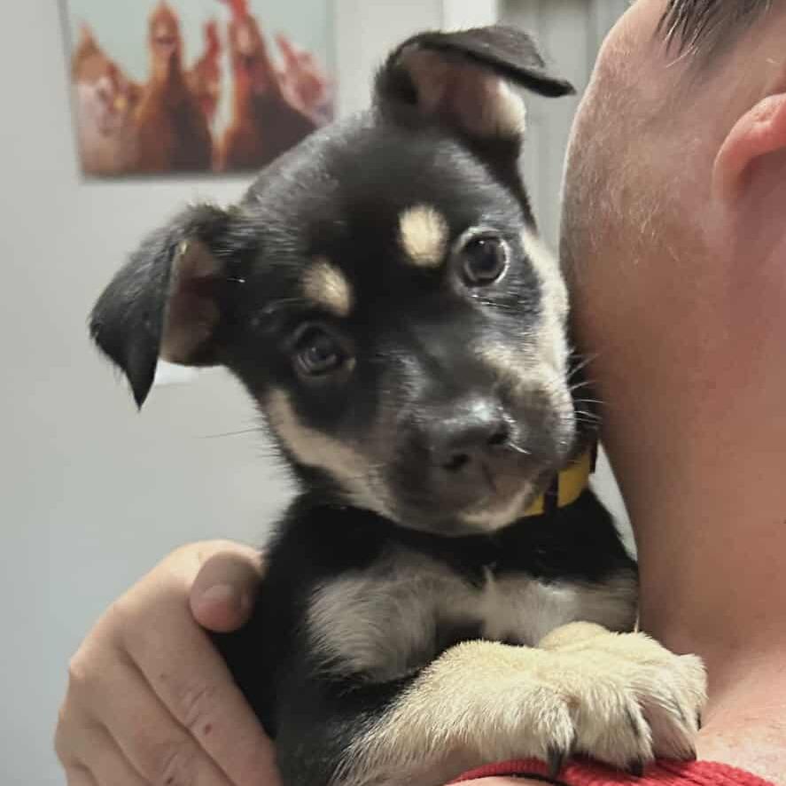 Cranberry, a Adoptable mixed breed in Olathe, KS image 1/3