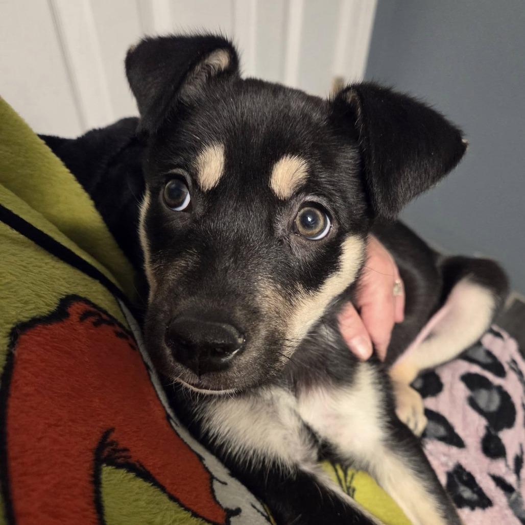 Cranberry, a Adoptable mixed breed in Olathe, KS image 2/3