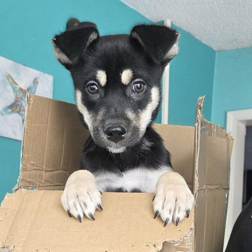 Cranberry, a Adoptable mixed breed in Olathe, KS image 3/3